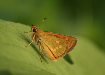 Rostfarbiger Dickkopffalter (Ochlodes sylvanus) - © Emanuel Trummer